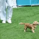 Filename=image852.jpg
Filesize=485KiB
Dimensions=2500x1620
Date added=Aug 26, 2025 image852.jpg